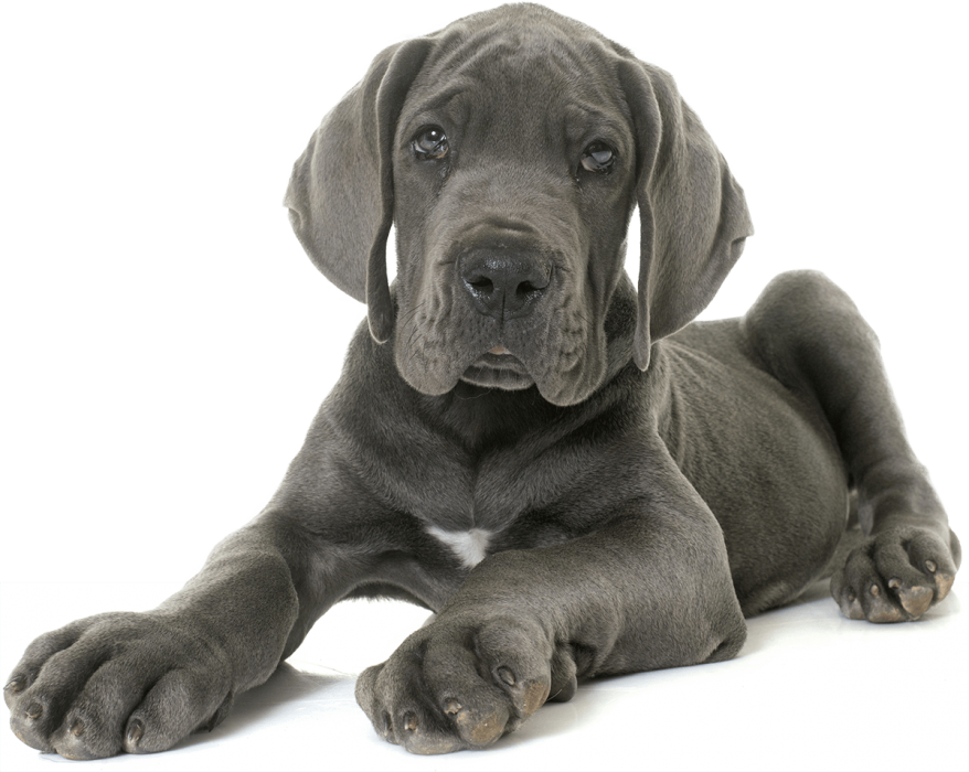 large_puppy